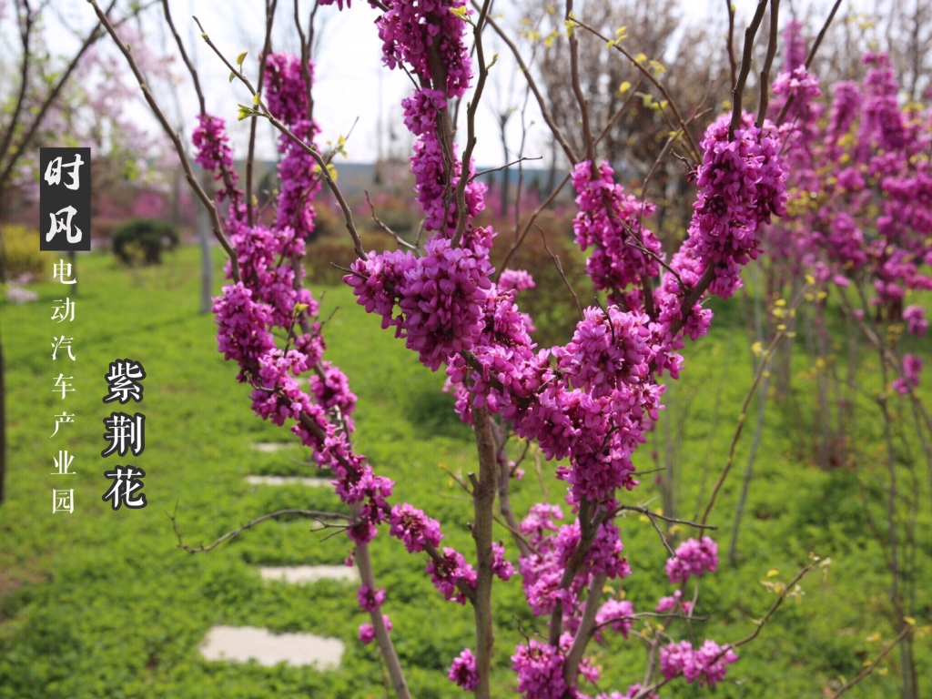 绿茵直播电动产业园紫荆花